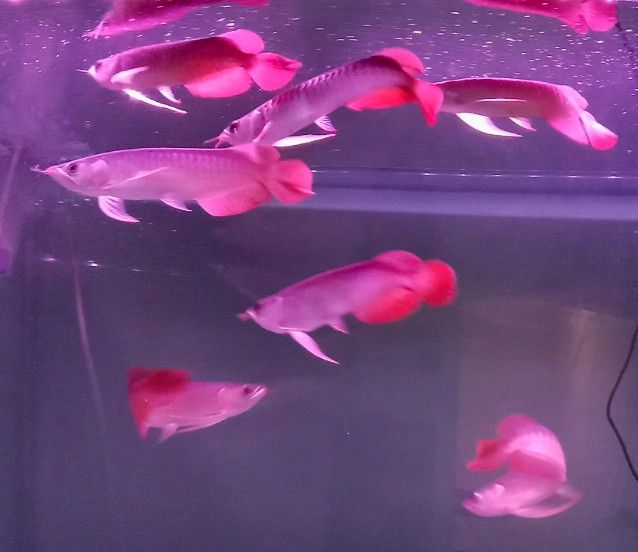 Arowana