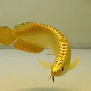 24k Golden Arowana Fish