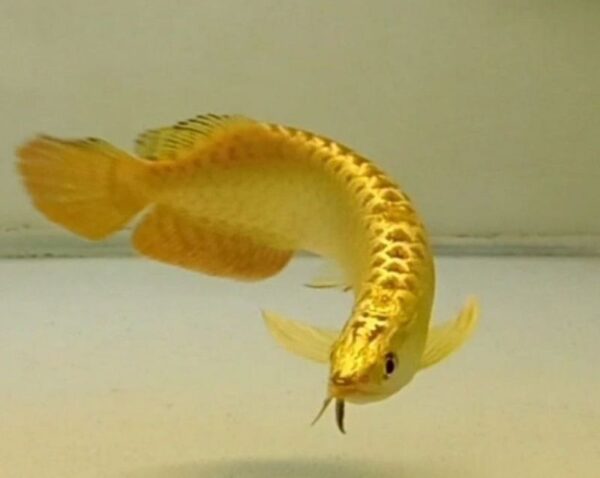 24k Golden Arowana Fish