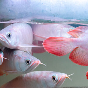 Platinum Super Red Arowana