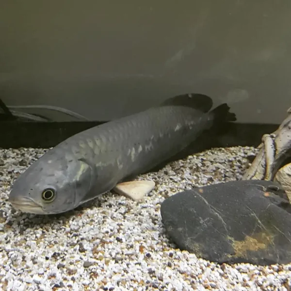 African arowana