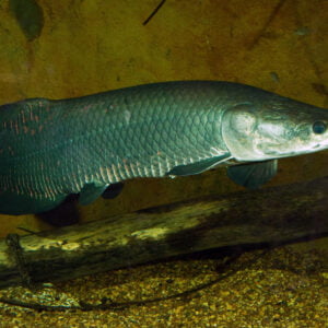 Arapaima Arowana