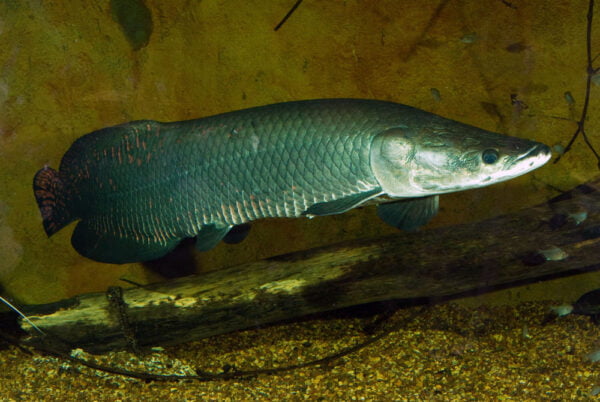 Arapaima Arowana