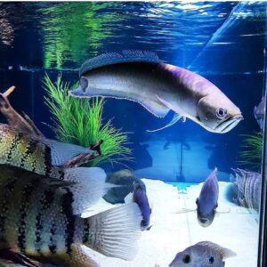 Blue Black Arowana Fish