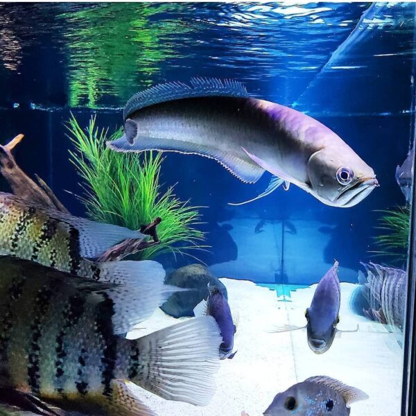 Blue Black Arowana Fish