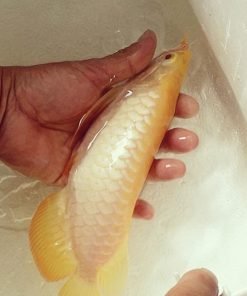 Albino Crossback Arowana