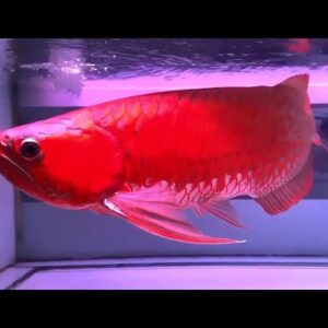 Blood Red Arowana