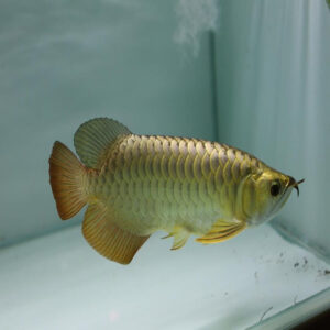 Cross Back Golden Arowana