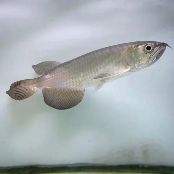 Leichardti Arowana