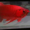 Chili Red Arowana