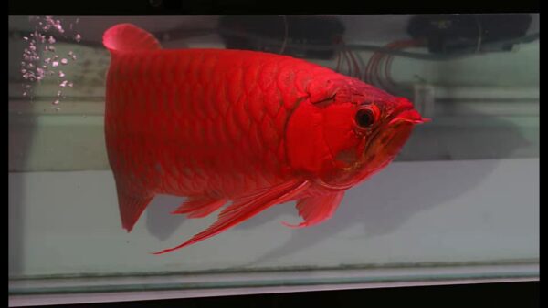 Chili Red Arowana