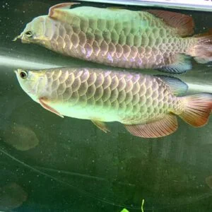 High Back Golden Arowana