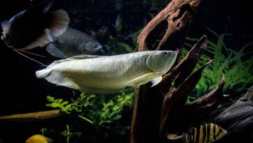 ancient arowana