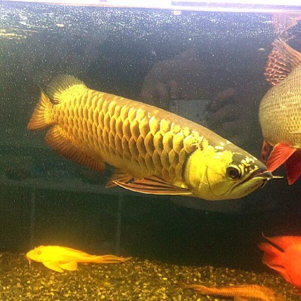 asian arowana