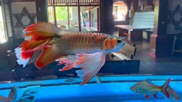 Arowana Pretty