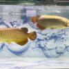 Golden Arowana Fish for sale