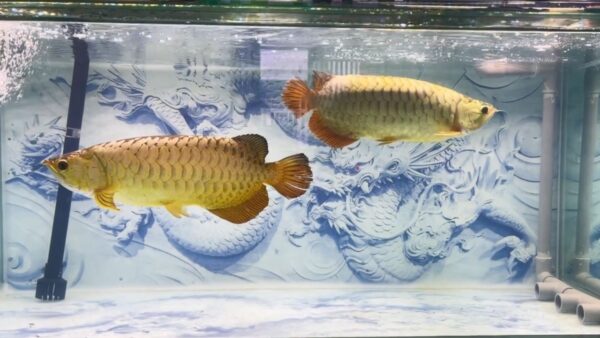 Golden Arowana Fish for sale